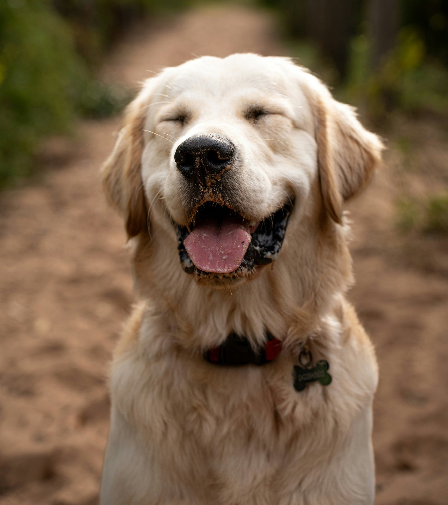 Favoritos de los perros